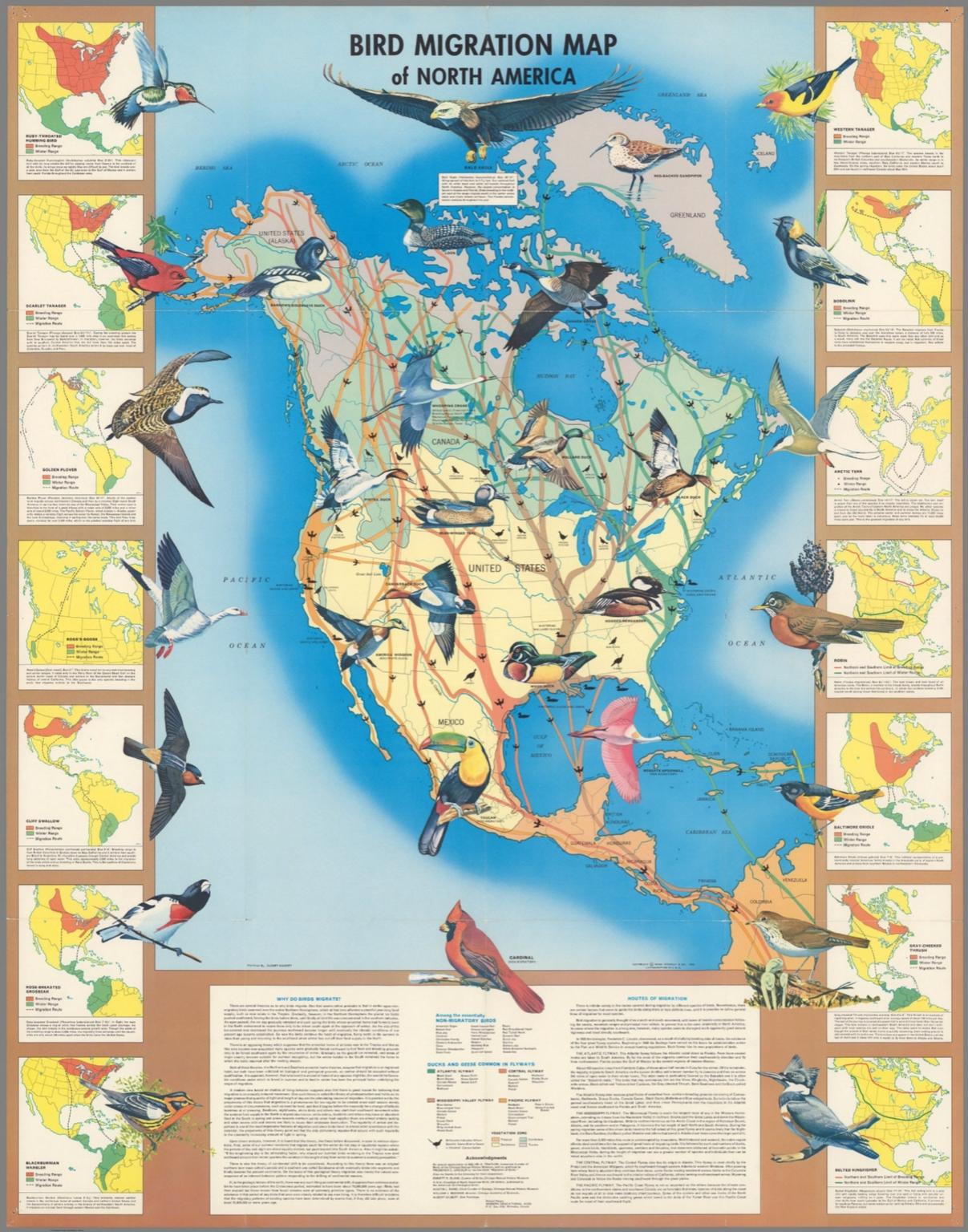 Bird Migration Map of North America.